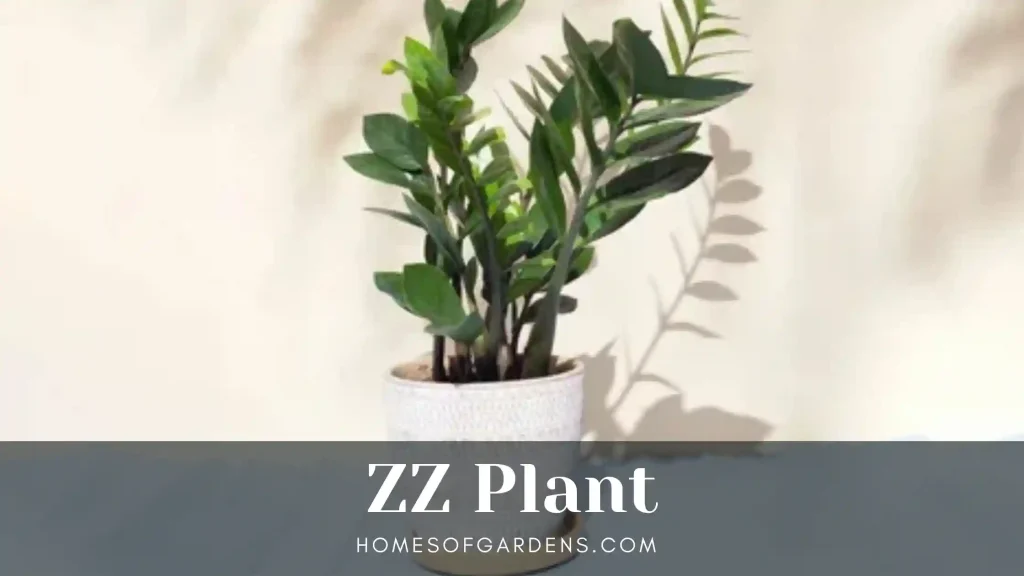 ZZ plant