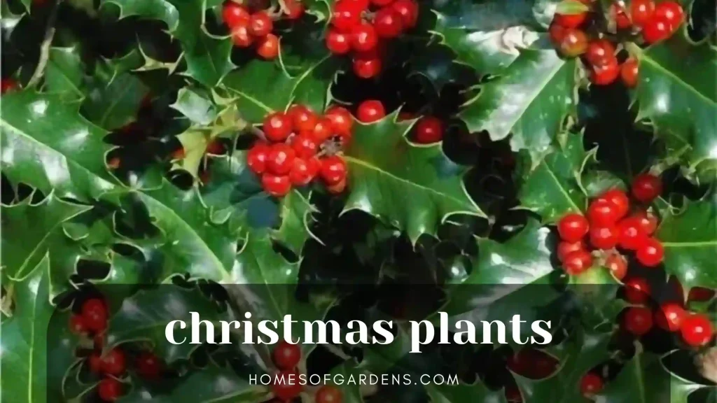 christmas plants