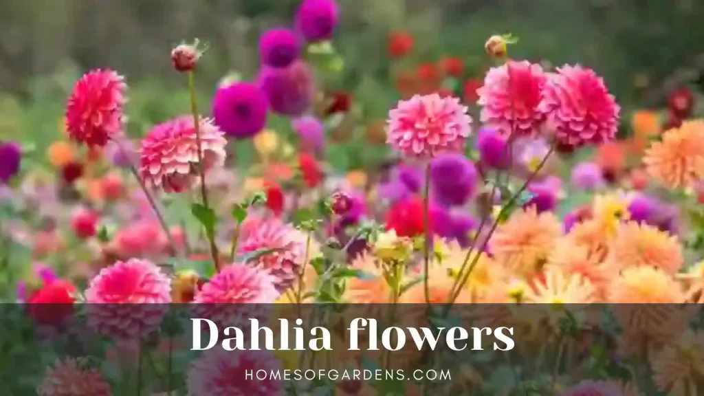 dahlia flowers