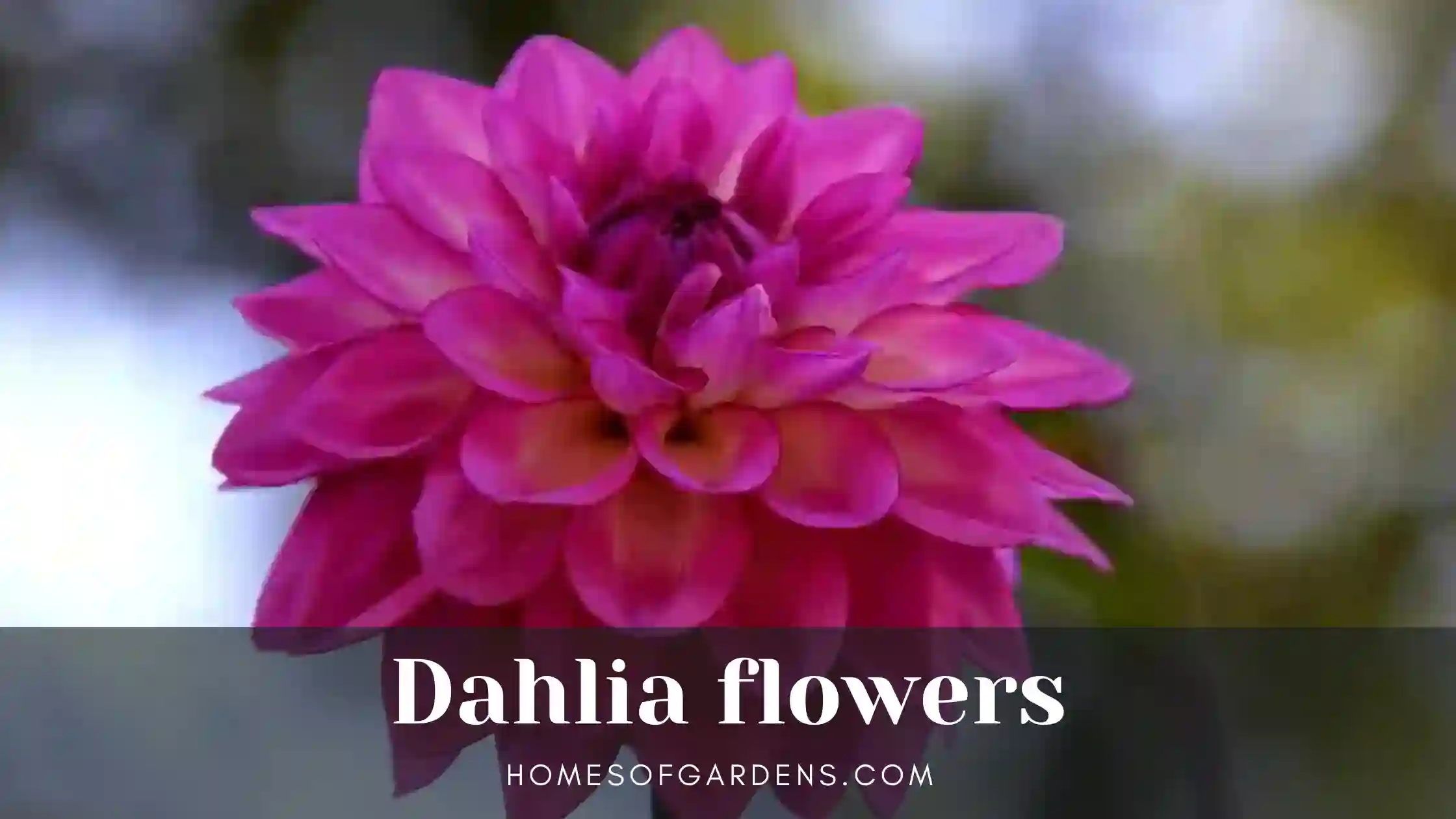 dahlia flowers Featured image